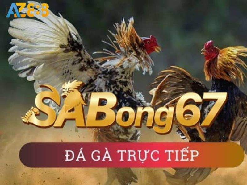 Sabong 67 - Trang đá gà Thomo uy tín hàng đầu khu vực