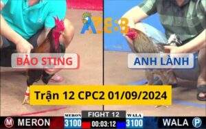 Trận 12 CPC2 01/09/2024 - Gà Của Bảo Sting Gặp Đối Thủ Mạnh Và Cái Kết