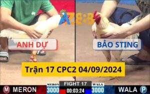 Trận 17 CPC2 04/09/2024 - Gà Bướm Anh Bảo Sting Đối Đầu Với Gà Anh Dự Và Cái Kết