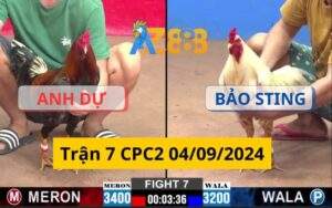 Trận 7 CPC2 04/09/2024 - Gà Bướm Của Anh Bảo Gặp Đối Thủ Mạnh Khi Đụng Độ Với Anh Dự