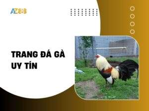 Top 6 Trang Đá Gà Uy Tín Nhất Thị Trường Việt Nam