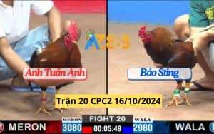 Trận 20 CPC2 Ngày 16/10/2024 Gà Anh Bảo Sting Dí Bạc Bị Đá Cứng Mình