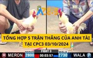 Tổng Hợp 5 Trận Thắng Của Anh Tài Tại CPC3 03/10/2024