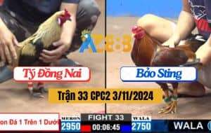 Trận 33 CPC2 Ngày 3/11/2024 - Gà Anh Bảo Sting Có Chân Đá Phản