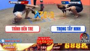 Trận 1 Giải Bồ Cây Me 30/12/2024 - Anh Trình Bến Tre Và Anh Trọng TN