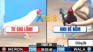 Trận 26 CPC3 4/12/2024 - Gà Anh Bé Năm Chồng Độ Đá Đối Thủ Sụm Tỳ