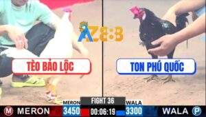 Trận 36 CPC3 31/12/2024 - Gà Anh Ton Đâm Gà Anh Tèo Xây Xẩm Mặt Mày