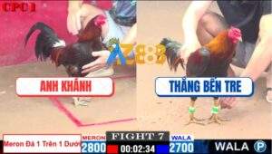 Trận 7 CPC1 9/12/2024 - Gà Anh Khánh Mai Độ Hạ Gà Anh Thắng Bến Tre