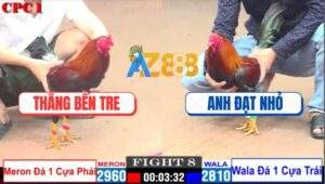 Trận 8 CPC1 7/12/2024 - Gà Anh Đạt Nhỏ Đang Đá Lọt Gió Ngã Ngửa