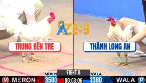 Trận 8 CPC3 7/12/2024 - Gà Bướm Anh Thành Chưa Rớt Cọng Lông Đã Thắng