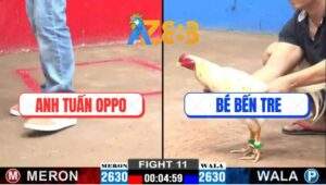 Trận 11 CPC2 22/1/2025 - Gà Bướm Anh Bé Thắng Tang Vô Ẩu Dính Cây Phản