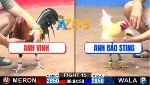 Trận 15 CPC2 5/1/2025 - Úa Cọp Cụt Móng Của Anh Bảo Sting Đá Cực Chiến