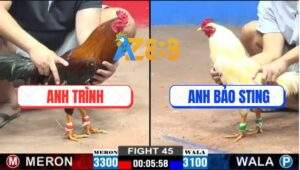 Trận 45 CPC2 5/1/2025 - Gà Anh Bảo Sting Gãy Chân Phản Ăn 1 Quá Đỉnh