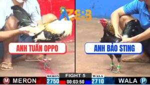 Trận 5 CPC2 22/1/2025 - Chuối Đen Anh Bảo Sting Bị Chuối Mỹ Đâm Lật Xe