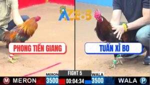 Trận 5 CPC3 23/1/2025 - Gà Anh Tuấn Xì Bo Đâm Cựa Như Nẹt Bô