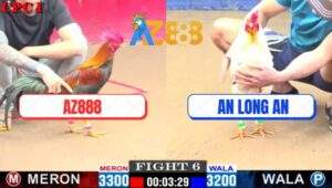 Trận 6 CPC1 16/1/2025 - Điều Cọp Của Xóm Gà AZ Đá Chân Nào Có Tiền Chân Đó