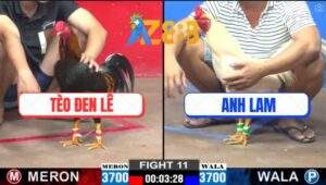 Trận 11 CPC2 21/2/2025 - Gà Que Anh Tèo Đen Lê Đá Bo Quá Tươi