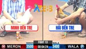 Trận 13 CPC3 25/2/2025 - Gà Anh Hải Dập 3 Chân Gà Má Minh Nằm Xòe Đuôi