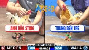 Trận 15 CPC2 26/2/2025 - Anh Bảo Thả Gà Khó Chịu, Đưa Đối Thủ Đi Từ Từ