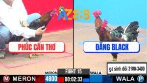 Trận 15 CPC3 14/2/2025 - Anh Đăng Black Và Anh Phúc, Trận Gà Sinh Đôi
