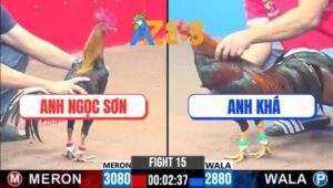 Trận 15 CPC3 23/2/2025 - Anh Khá Lấy Trứng Chọi Đá Thành Công