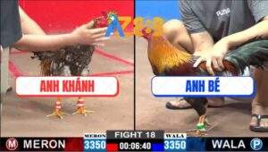 Trận 18 CPC2 26/2/2025 - Gà Điều Anh Bảo Sting Đá Thưa Nhưng Trắc Cựa