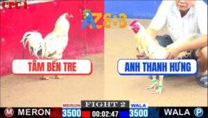 Trận 2 CPC1 20/2/2025 Gà Anh Tâm Hạ Gà Anh Thanh Hưng Trong 1 Nốt Nhạc