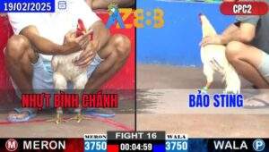Trận 20 CPC2 19/2/2025 - Idol Bảo Sting Thả Gà Quá Hay Hạ Anh Nhựt
