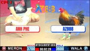 Trận 21 CPC1 24/2/2025 Điều Cọp Xóm Gà AZ Canh Đá Chân 1 Bướm Té Khỏi Sửa