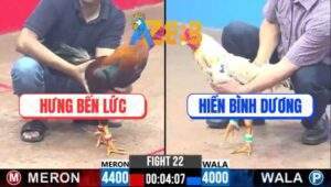 Trận 22 CPC3 24/2/2025 - Gà Ngoại Hạng Đá Bo Như Sấm, Nghe Đã Tai