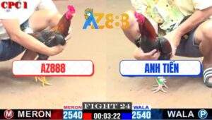 Trận 24 CPC1 8/2/2025 - Nài Gà Xóm Gà AZ Quá Hay Cứu Thua Trong Gang Tấc