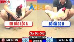 Trận 30 CPC1 22/2/2025 Hai Con Đâm Cựa Dã Man, Úa Chết Điều Sùng Sình