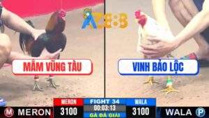 Trận 34 CPC3 26/2/2025 - Bướm Bảo Lộc Đá Điều Vũng Tàu Ho Ra Sting