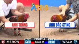 Trận 4 CPC2 26/2/2025 - Anh Bảo Sting Đi 2 Con Bung Bồ 1 Cặp