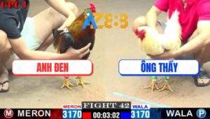 Trận 42 CPC1 17/2/2025 - Gà Ông Thầy Đá Ngay Ông Địa, Lụm Giải 2000$