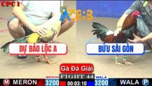 Trận 44 CPC1 22/2/2025 Gà Chuối Anh Dự Ra Chân Nghiệt Lên Ngôi Vô Địch