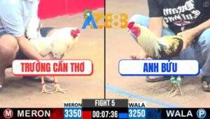 Trận 5 CPC3 20/2/2025 - Bướm Dí Bạc Ăn 4 Buông Ra Bị Đá Như Con