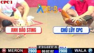Trận 8 CPC1 22/2/2025 - Bướm Hiệu Anh Bảo Sting Bẻ Giò Gà Vàng Chú Lũy