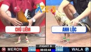 Trận 9 CPC2 9/2/2025 - Bướm Hiệu Anh Bảo Stng Không Làm AE Thất Vọng