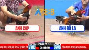 Trận 11 CPC2 28/3/2025 - Phản Kèo 5 Lai, Anh Cọp Sửa Gà Quá Đẳng Cấp