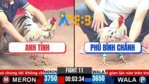 Trận 11 CPC3 18/3/2025 - Gà Bướm Anh Phú Bình Chánh Có Chân Mai Độ