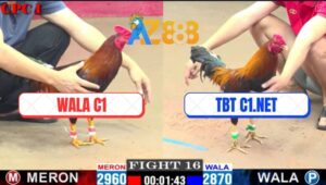 Trận 16 CPC1 1/3/2025 - Gà TBT C1.NET Đá Quẹo Cổ Gà WALA C1