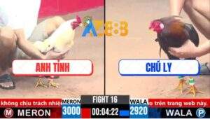 Trận 16 CPC3 18/3/2025 - Gà Bướm Anh Tỉnh Có Chân Phản Đá Điều Lật Xe