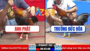 Trận 19 CPC2 26/3/2025 - Gà Anh Phát Nặng Hơn 6 Chấm Bị Đá Bay Bồ