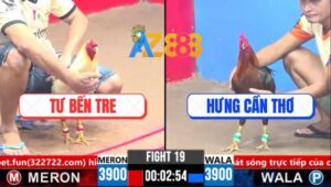 Trận 19 CPC3 13/3/2025 - Gà Anh Tư Đá Tay 1 Bẻ Giò Gà Anh Hưng Cần Thơ