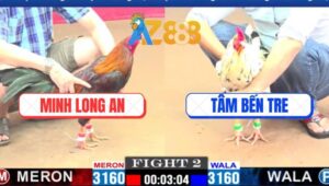 Trận 2 CPC1 4/3/2025 - Gà Điều Má Minh Tải Cựa Quá Tốt