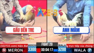 Trận 20 CPC3 14/3/2025 - Gà Bướm Anh Mắm Đá Gà Xám Anh Gấu Lật Lìa