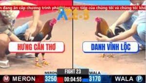 Trận 23 CPC3 5/3/2025 - Gà Anh Hưng Cần Thơ Dở Giò Là Cựa