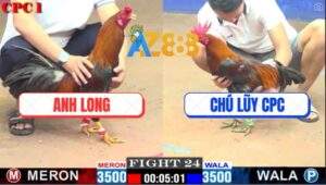 Trận 24 CPC1 22/3/2025 - Điều Cọp Anh Tính Đá Gà Anh Long Nằm Bất Động