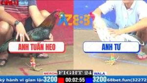 Trận 24 CPC1 29/3/2025 - Gà Điều Anh Tuấn Heo Đâm Cựa Như Máy Điện